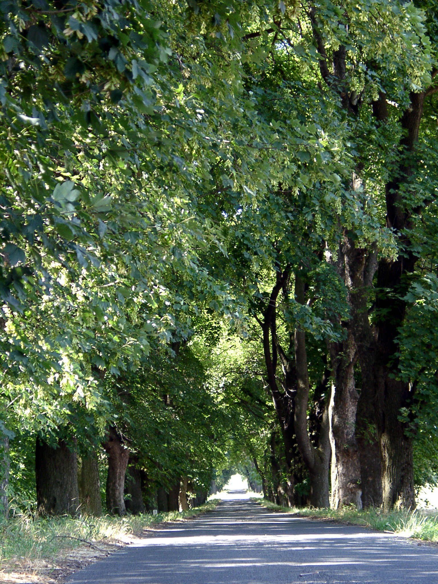 12 - Hársfasor