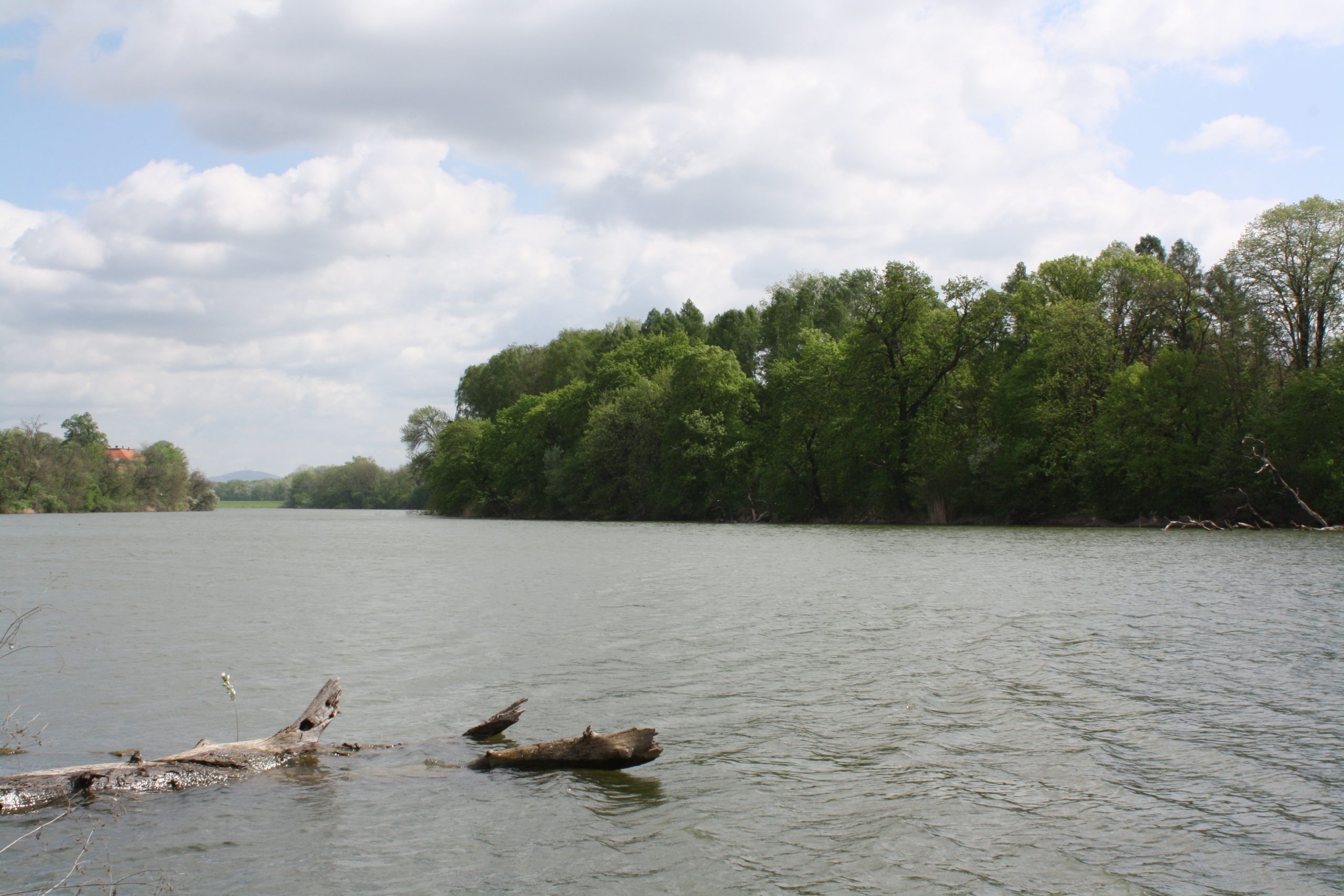 15b - Tisza-nyár